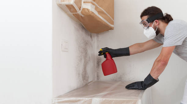 Professional Basement Mold Removal technician working in New Milford, IL