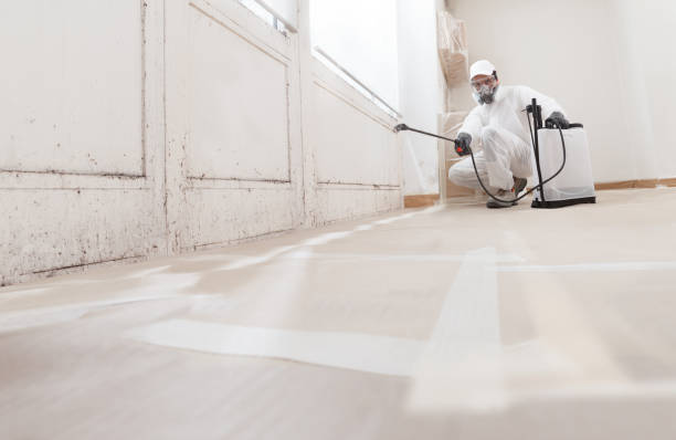 24/7 Emergency Basement Mold Removal experts in New Milford, IL