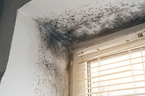 Affordable Basement Mold Removal solutions in New Milford, IL