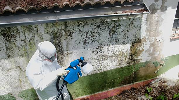 Top rated local Basement Mold Removal specialists in New Milford, IL